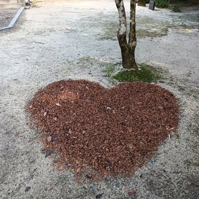 ✨日日是好日✨

愛犬が虹の橋を渡り、今は手乗り文鳥と同居🐦海・山・花・動物・自然に触れ合うと幸福感に包まれます🌲