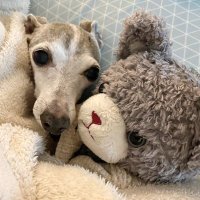こぱ 🐾🐾 (@copa1112) 's Twitter Profile