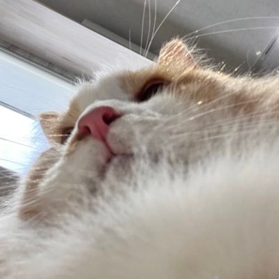 初めまして！フォロバ100%の猫です🐈フォロー頂ければ1日以内にお返しいたします※怪しい系はしません