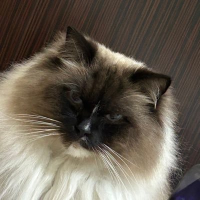 love_animals55's profile picture. 