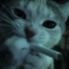 jhaeLipish's profile picture. pag ako nag toothbrush talaga!