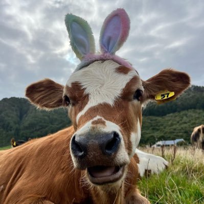 cansugurlu7's profile picture. 