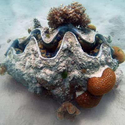 clamsnaklub's profile picture. I'm only here to support my girlfriend