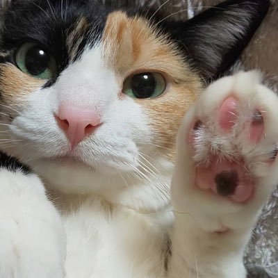 Pie { 三毛猫 🐈 }さんのプロフィール画像