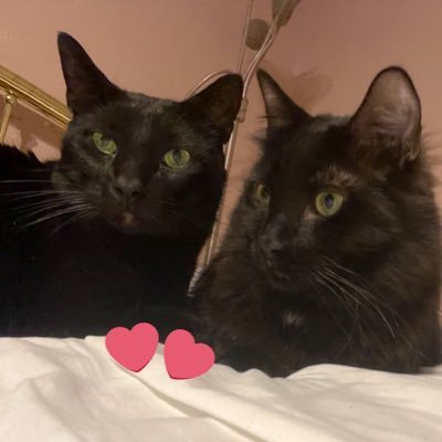 lbcoyote's profile picture. Home of bad cats - led by Icky. Second in command in WDG. Don’t ask about Janet- that hasn’t changed.