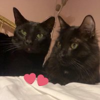 Icky and Rocky, & the spirits of BT & Sadie (@lbcoyote) 's Twitter Profile