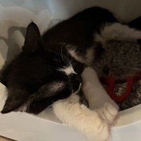 peony !!! (@quirkymeows) 's Twitter Profile