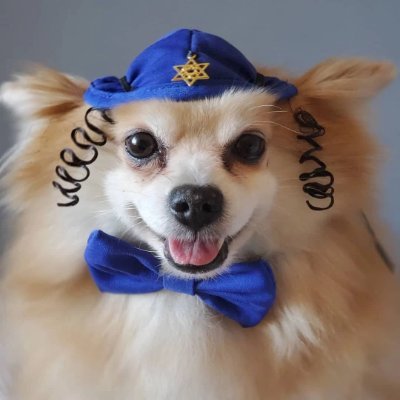 Celebrate your bark-mitzvah, join the pack. ✡️

https://t.co/dfn4lMn1Ph