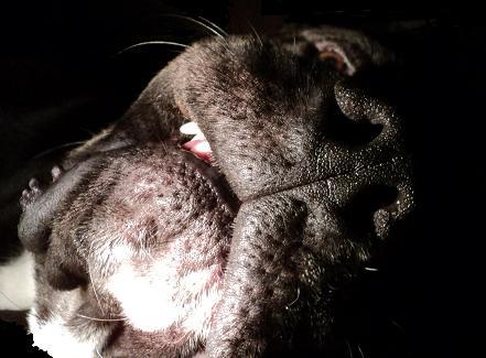 Skippious's profile picture. 