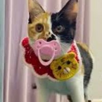Trump is a FELON (@catmom32220611) 's Twitter Profile