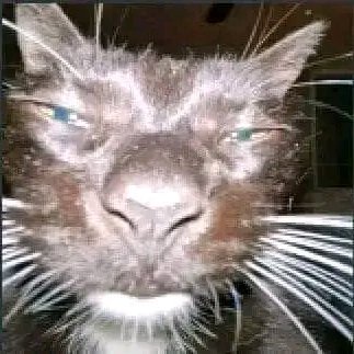 Oruguita_Ps's profile picture. (Stay away from my account if you're underage.)