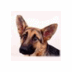 Julio Nix - @petposk - Twitter