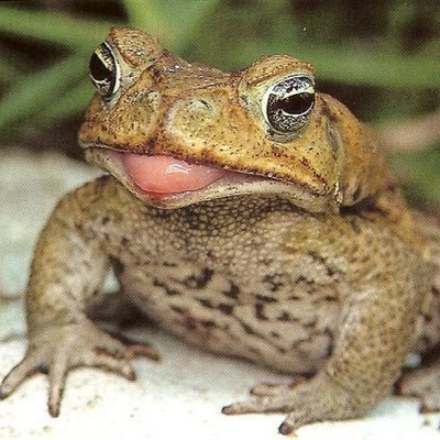 NicoleToad29 Profile Picture