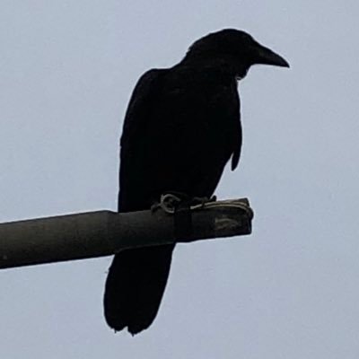 eric_faustus's profile picture. exaggerator