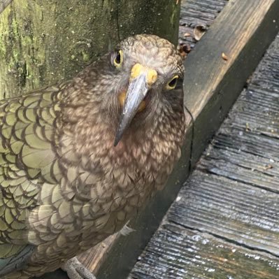 star5spice's profile picture. only interested in the truth dislike liars