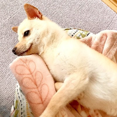 まる🍗🍀graduation🐾キョンちゃんさんのプロフィール画像