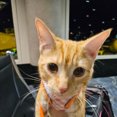 vavavax's profile picture. pro