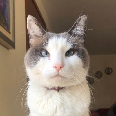 minimiau Profile Picture