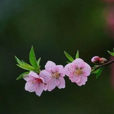 centmilkOK's profile picture. 