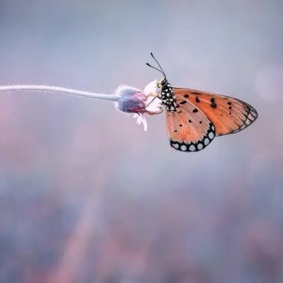 yuanzhuop's profile picture. 