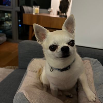 Animal lover, tree hugger, chihuahua fanatic - on Instagram @ king_henry_and_julio