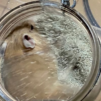 suruganomono's profile picture. 