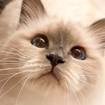 ビルマの聖なる猫【Birman】の🐾魅力をお届けしてます😼ふわふわの愛らしい姿と優しい性格、サファイアブルーの瞳、最大の魅力である靴下を履いたかのような揃った白い足🐾我が家のBirman達との日常や可愛らしい写真、成長記録をお楽しみください。#Birman #バーマン猫 #ビルマの聖猫 #聖なる猫