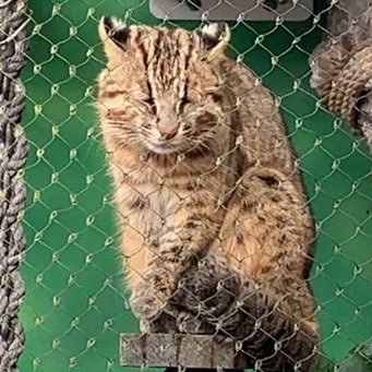 ツシマヤマネコ好き。東山の勇希とベニースモが好きでリハビリがてら東山動植物園へ散歩してます。4月から再入院😖皆様の東山のお写真を楽しみにしております。