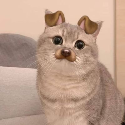 ・ ֊ ・