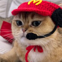 McCAT(@McCat_Coin) 's Twitter Profile Photo