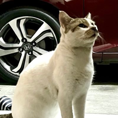 KathrineElias's profile picture. Kathrine Mae V. Elias, ECT, ECE.
Chubby-Go-Lucky. iTamaraw.