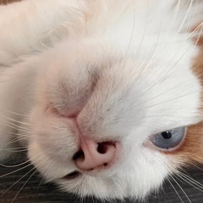 kohadanoah's profile picture. Do not allow your temper to guide your judgement. – King Viserys I Targaryen