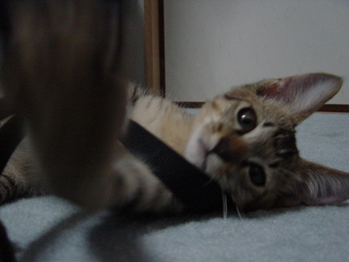 音楽(特にHR/HM,クラッシックロック)、お酒、スイーツ、猫LOVE♡
