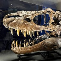 緑川いん (@in_midorikawa) Twitter profile photo