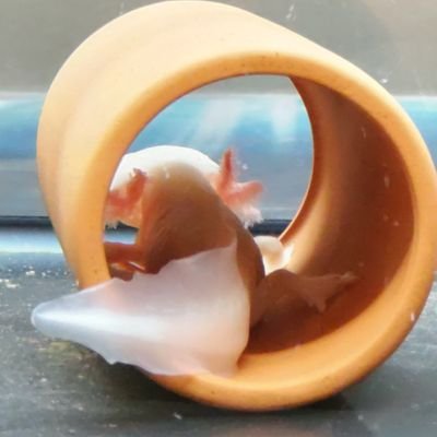 柊。さんのプロフィール画像