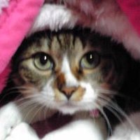 つーちゃん (@tukunechan0402) 's Twitter Profile