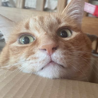 shin1216_'s profile picture. 猫派だけどモッフモフの犬も好き ガンバ大阪 2018〜 テゲバジャーロ宮崎 2021〜