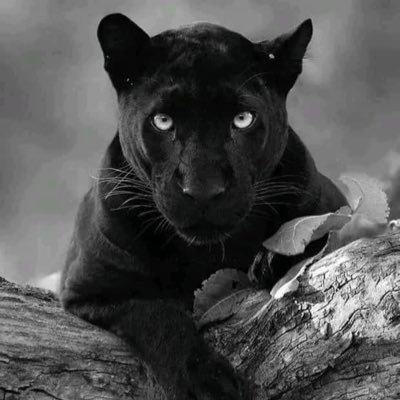 whizbrown7's profile picture. 