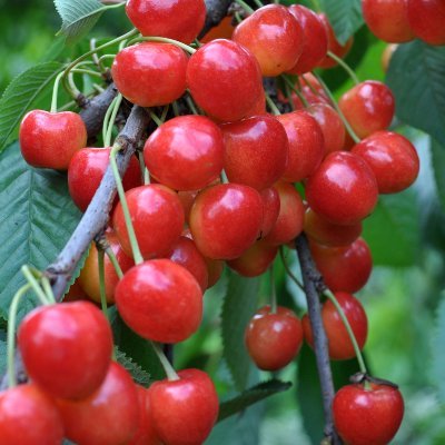 sun132536's profile picture. @AngryDynomites