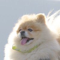 ポンの助ポン太郎 (@ggbetch2up66784) 's Twitter Profile