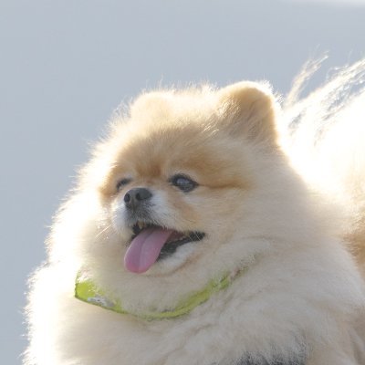 太郎ページ ENGINEER PZ-78 ネジザウルスEL 2WAY電設ペンチ エンジニア ネジ