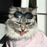 meng (@hellobwitches) 's Twitter Profile