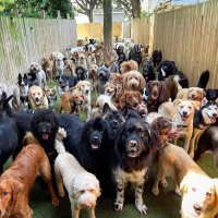 dogtownva (@dogtownva) 's Twitter Profile