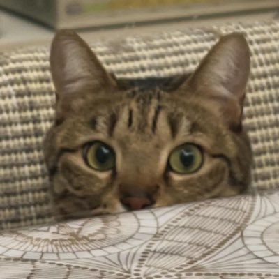 Ellyさんのプロフィール画像