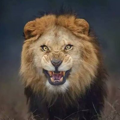 laurent_clem's profile picture. 