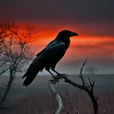 ravenhawk_ Profile Picture