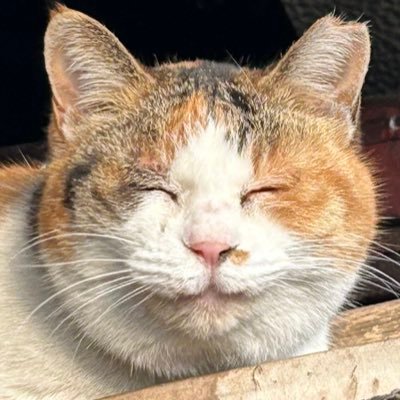 独り言アカウント。猫が大好き🐈日々動物のツイートや動画に癒されています。服とゲーム好き。成人済。プレイ中ゲーム▶︎スプラトゥーン3、ドラクエウォーク