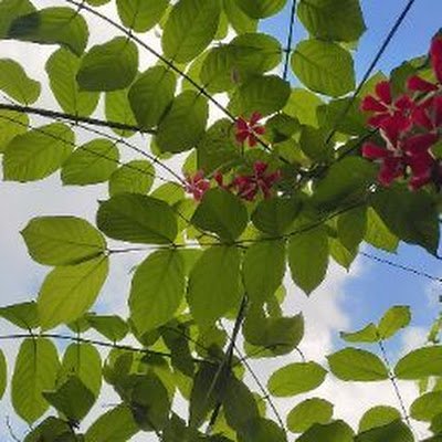 ruchigupta43430's profile picture.