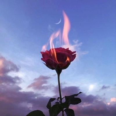 staaaarks's profile picture. 