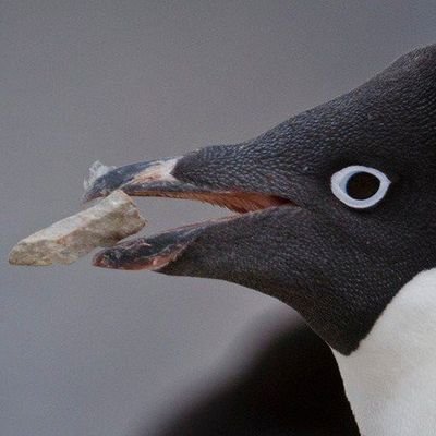 Springstar_mobi's profile picture. 